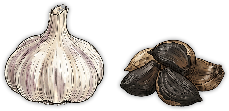 Świeża główka czosnku